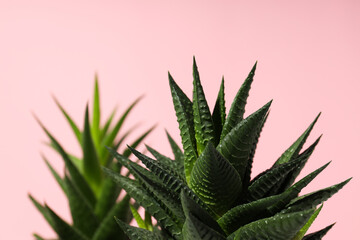 Cozy hobby growing house or indoor plants - cactus