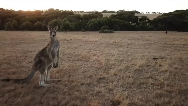 Kangaroo close up filmed with a Drone