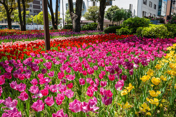 色とりどりのチューリップが咲き乱れる横浜公園の花壇