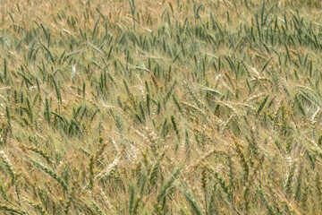 Ears of ripening rye swaying in the wind on an agricultural field