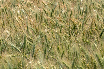 Ears of ripening rye swaying in the wind on an agricultural field