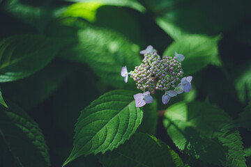 梅雨の前咲き始めた紫陽花の花