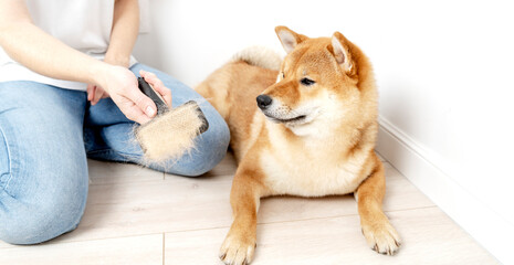 Cropped image of woman combing hair of Shiba Inu dog with comb brush. Idea of relationship between human and animal. Idea of pet care. Beautiful furry dog looking away. White background in studio