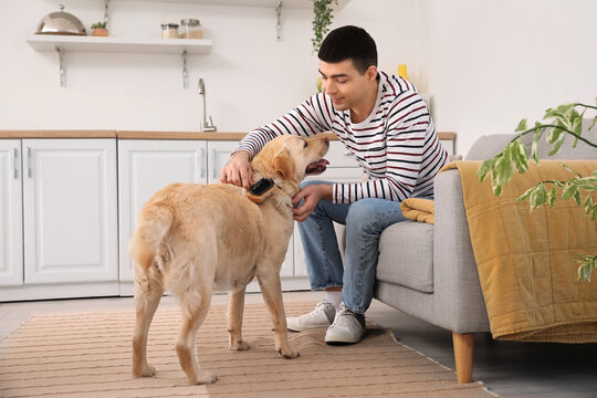 Young Man Brushing His Labrador Dog In Kitchen