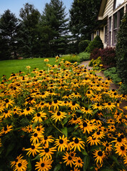 View of flower bed with blooming native Midwestern flowers Black eyed Susan in suburban neighborhood; house in background in summer