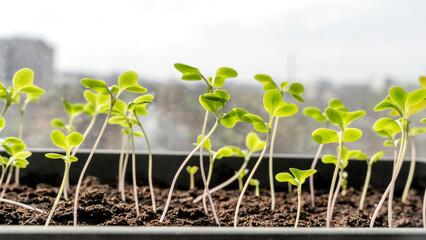 Melon seedlings in a tray, Sprouted seedlings are planted on black tray in the greenhouse.