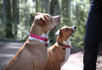 Two dogs in forest looking up at person for treat or obedience training. Side view of puppy dog...