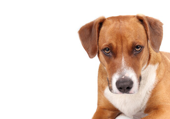 Brown dog looking at camera with  serious, concentrated or intense look. Isolated head shot of puppy dog with floppy ears. 1 year old female Harrier mix dog. Selective focus. White background.