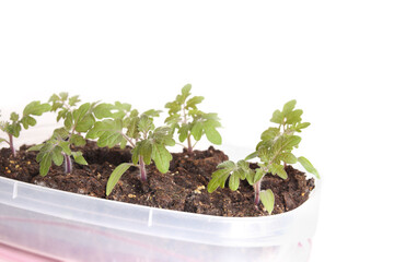 Cherry tomato seedlings started indoor on window sill or greenhouse. Many young Red Robin Tomato plant seedling in seed starting container. Start tomato plants indoors for germinating. Selective focus