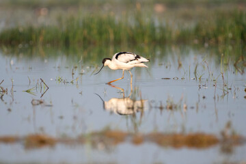 Gull billed tern bird in its habitat. Close up, selective focus.