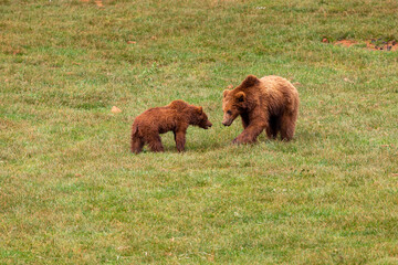 Young brown bears in the meadow. Ursus arctos. Cabárceno Nature Park, Cantabria, Spain.