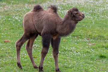 Camelus bactrianus. Young Bactrian camel in the meadow. Cabárceno Nature Park, Cantabria, Spain.