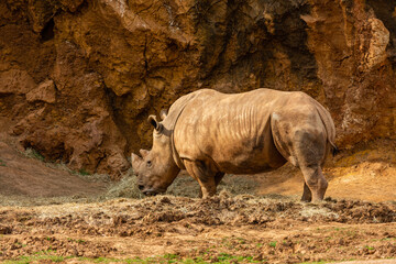 White rhinoceros. Ceratotherium simum. Cabárceno Nature Park, Cantabria, Spain.