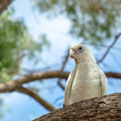 Closeup of the white cockatoo bird Little Corella Cacatua sanguinea seen in the wild in Western Australia.