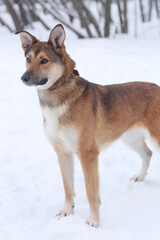 red dog full body photo on snow background