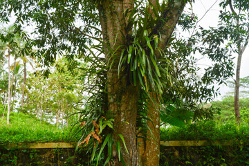 View of withered trees and green meadow in the morning in Wonosobo city park, Indonesia