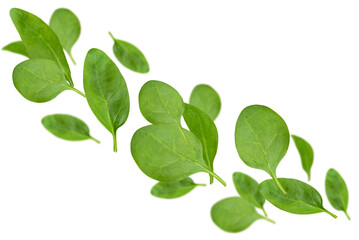 Fototapeta premium Levitation of spinach leaves isolated on transparent background.