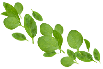 Levitation of spinach leaves isolated on transparent background.