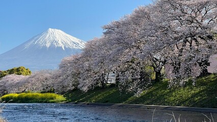 桜と富士山と川