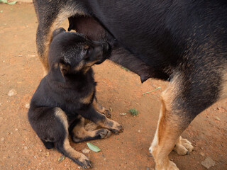 A puppy eating its mother's breast