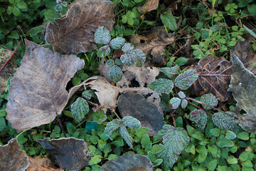 frozen leaves in the forest. green background