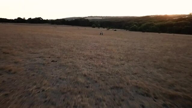 Kangaroo Mama and Baby close up filmed with a drone, Torquay Australia