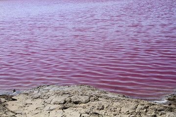 a close-up of one pink lake in the north of Iran