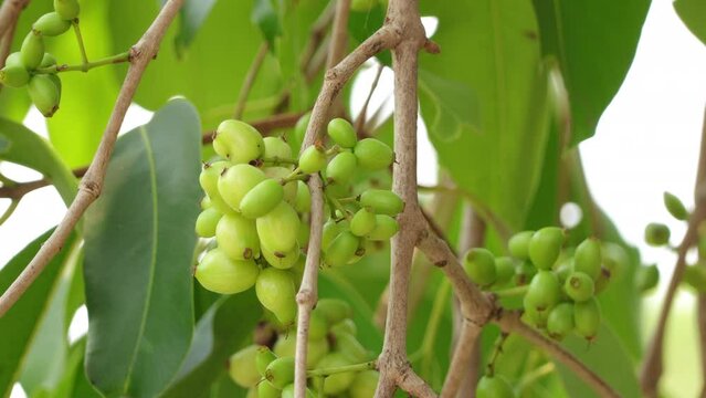 Close up of Unriped green Java Plum fruit tree (Syzygium cumini) Jambolan plum or Jamun fruit commonly known as black plum.Tree in the garden.