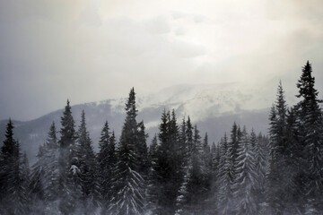 Beautiful tree in winter landscape in late evening in snowfall. Forest, foggy  evening at mountains. Carpathian Mountain. A beautiful scenery 