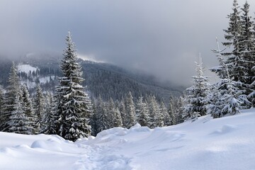 Beautiful tree in winter landscape in late evening in snowfall. Forest, foggy  evening at mountains. Carpathian Mountain. A beautiful scenery 