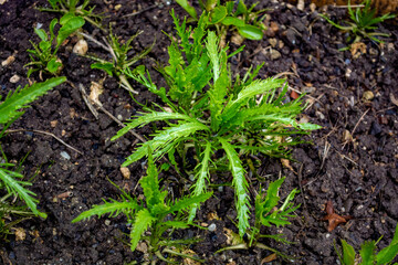 Green fresh leaf of horseraddish plant isolated on white background