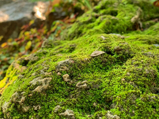 Closeup and crop Lemongrass or moss on the rocks in the rainforest