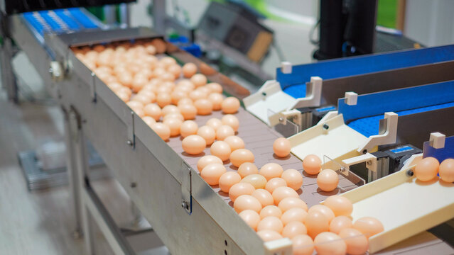 Closeup Machinery separating the size of chicken eggs.