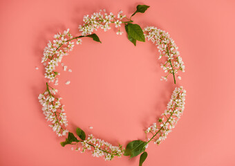 layout with branches of a flowering cherry tree in the shape of a circle on a pink background. Flower arrangement. Copy space. Top view