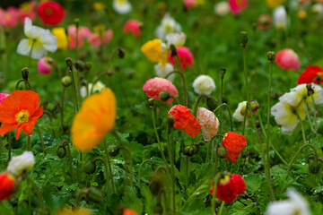 field of poppies