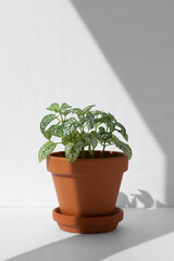 Home plant fittonia in a clay brown pot in the sun on a white background. The concept of minimalism. Houseplants in a modern interior.