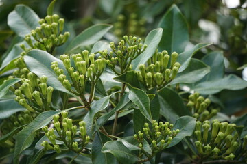 Clove flower on the tree. Also called cengkih, cengkeh, Syzygium aromaticum and Eugenia aromaticum