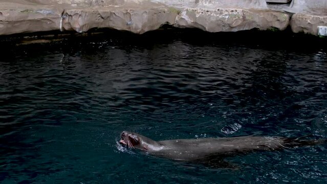 northern fur seal eared seals Arctocephalus pusillus Cape Fur Seal, South African Fur Seal Vancouver Aquarium, BC, Canada