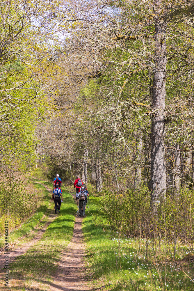 Poster hikers on a dirt road in a lush green woodland at spring