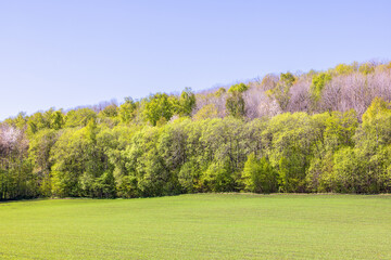 Forest with lush green trees by a field at springtime