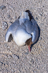 Dead black-headed gull on the ground probably from bird flu