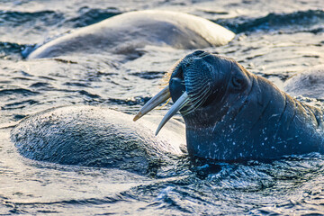 Walrus in the water in summer
