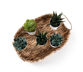 Tray with artificial succulents on white background
