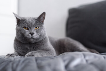 portrait of a cat. Gray cat close-up. Grey-blue British Shorthair cat. "Bulldog" of the cat world.