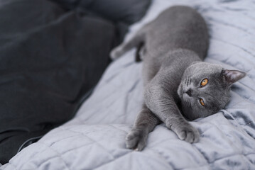 
Close-up of a gray cat with orange eyes falls asleep. British shorthair blue-grey cat. Cat world. Caring care for a pet.