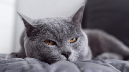 Gray cat close-up orange eyes falls asleep. British shorthair blue-gray cat. Cat world. Caring care for a pet.