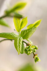 Blooming blueberry bush, branch with flower buds