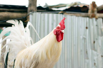 Portrait of a white rooster on a light background