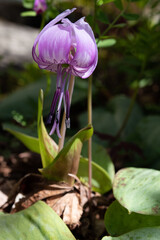 Asian fawnlily, pink flower in early spring, close-up 6