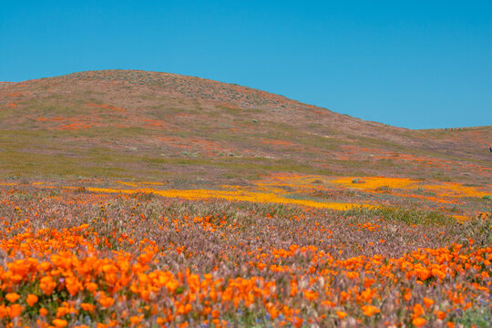 California Golden Orange Poppies and wild yellow sage during a wildflower superbloom near LA, California USA